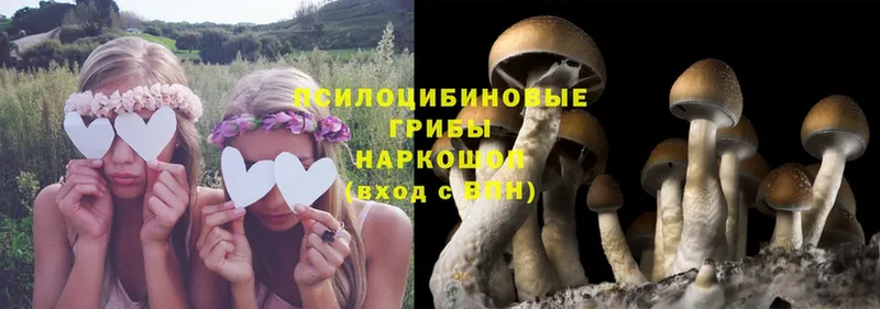 купить наркоту  Курган  Псилоцибиновые грибы Psilocybe 